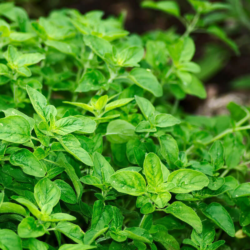 Oregano Oil Benefits: Nature’s Antibiotic