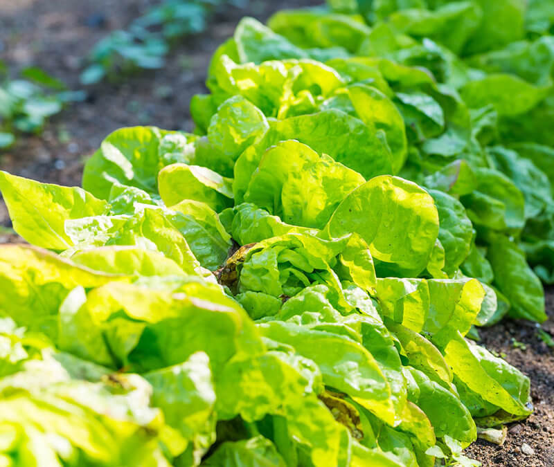 Early Spring Harvest!