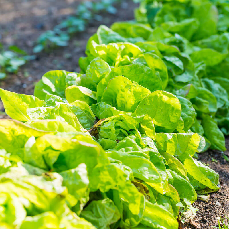 Early Spring Harvest!