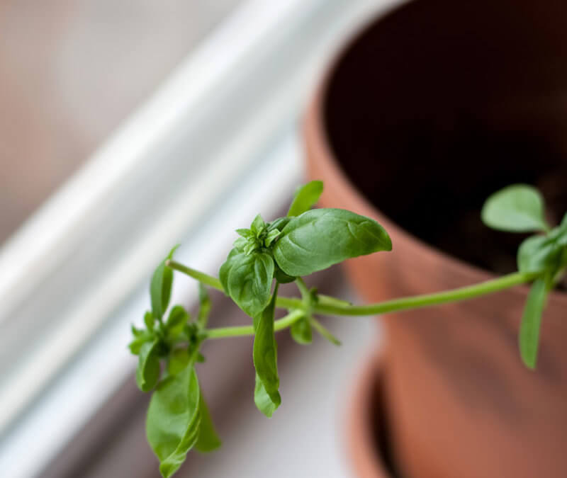 How To Grow Herbs | Window Sill Gardening Part 1
