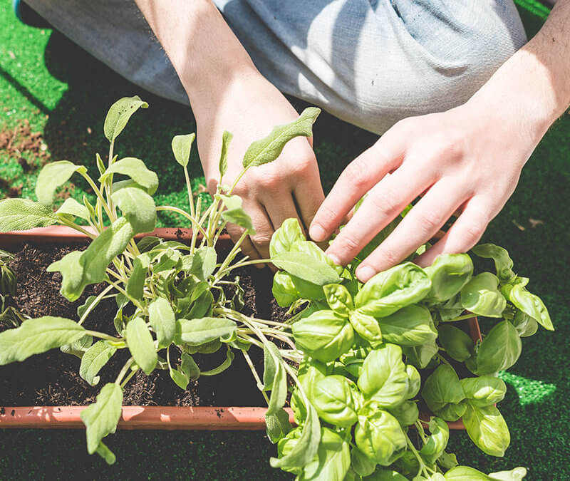 How To Root Plants From Cuttings | Window Sill Gardening Part 2