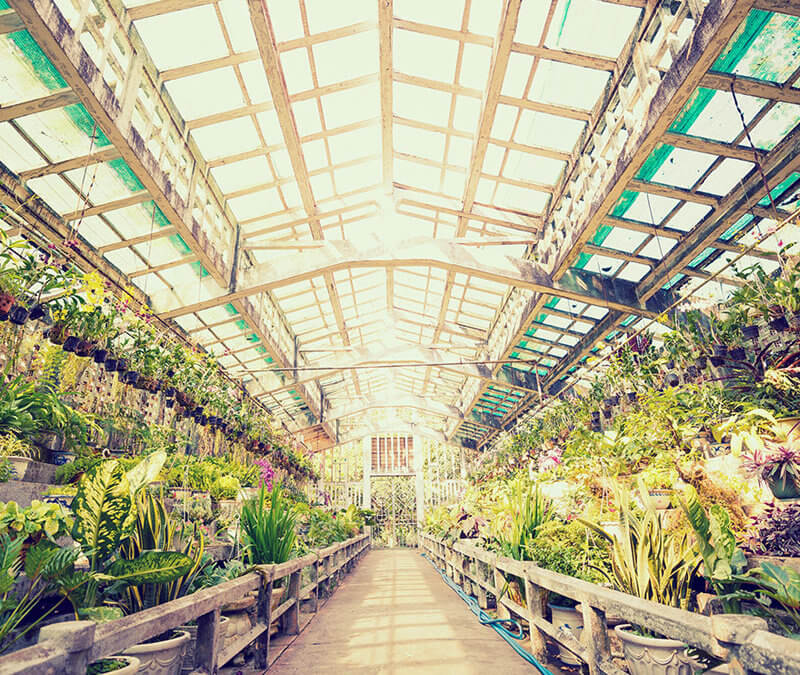 How To Root Plants From Hydroponics