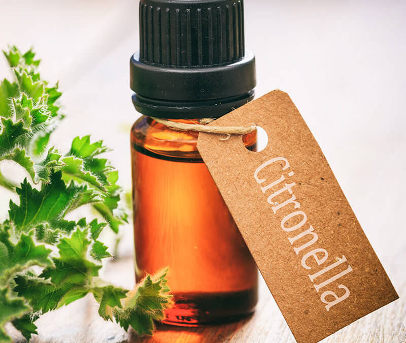 Essential Oil Bug Repellent DIY Recipe