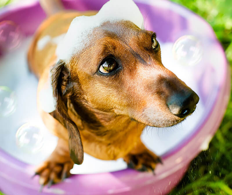 DIY Dog Shampoo with Essential Oils for Dogs
