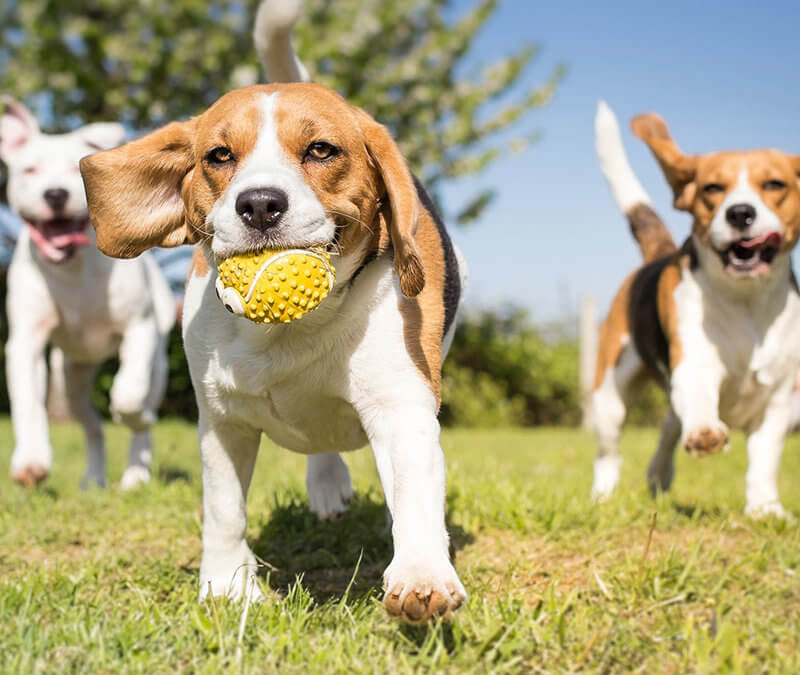 Homemade Dog Shampoo DIY Essential Oil Recipe