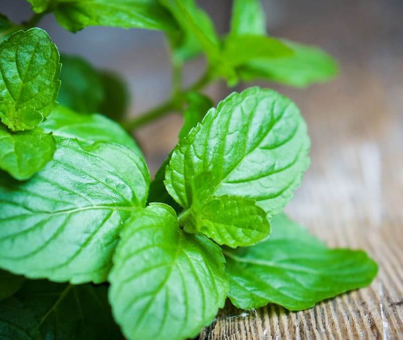 Peppermint Essential Oil Uses: 10 Uses To Live By!