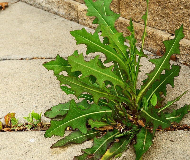 All Natural Weed Killer