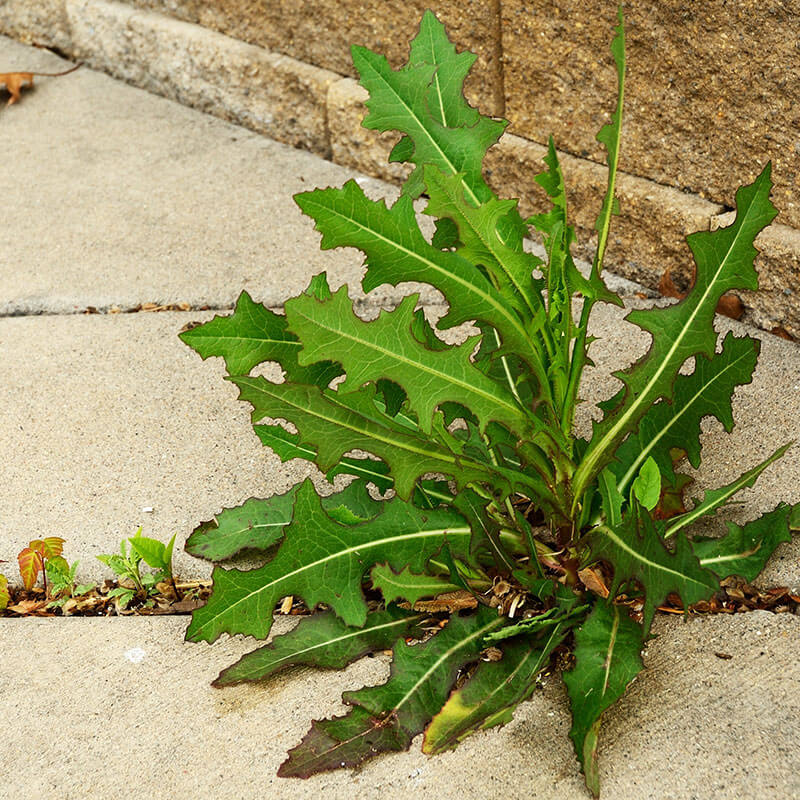 All Natural Weed Killer