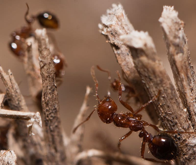 Essential Oil Ant and Wasp Killer