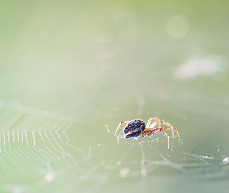 Homemade Spider Spray Recipe
