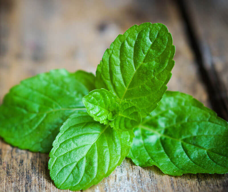 Peppermint Essential Oil Uses: 10 Uses To Live By!