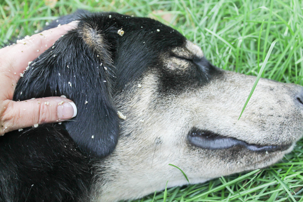 Essential Oil Dog Shampoo You can Make Yourself at Home