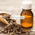 Clove Oil: Unveiling the Top Benefits of Clove Essential Oil