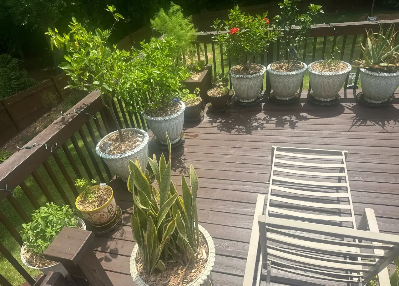 Deck Garden Ideas - Our Proven Strategies & Pro Tips