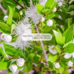 Top 9 Myrtle Essential Oil Benefits: Respiratory, Liver & More