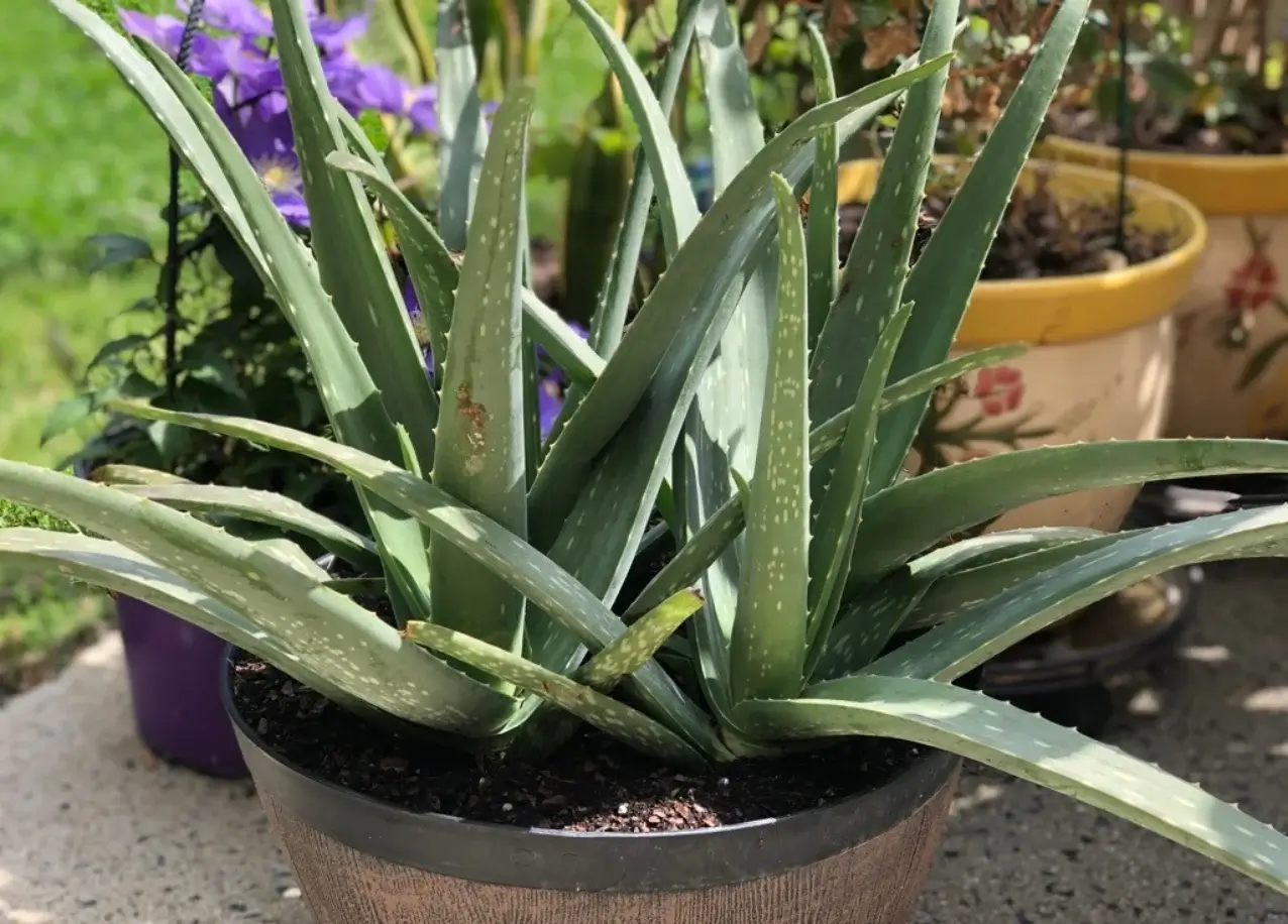 6 Aloe Vera Benefits for Health Skin, Digestion, Immune & More