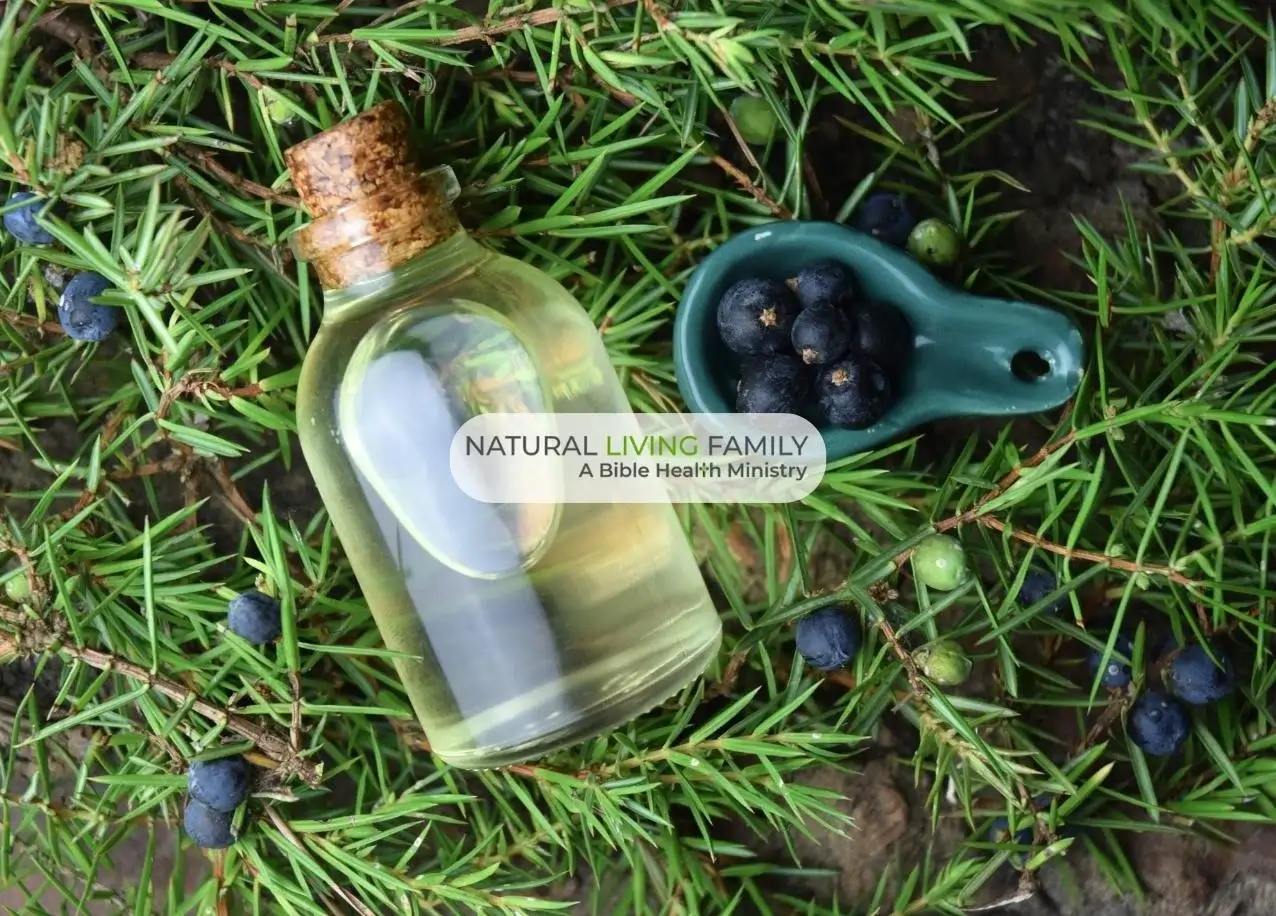 8 Health Benefits of Juniper Berry Essential Oil & How to Use It